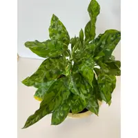 在飛比找蝦皮購物優惠-迷彩粗肋草 Aglaonema pictum tricolo