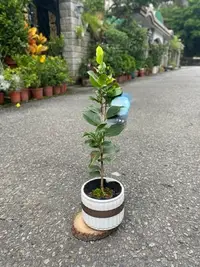 在飛比找Yahoo!奇摩拍賣優惠-~長榮~~【茶花苗-白寶塔】3吋盆 茶花 山茶  觀花植物