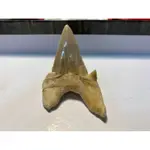 斜耳齒鯊魚牙齒化石 約6.3公分左右 可上手把玩 當標本 教學用 做吊飾 鯊魚牙齒化石