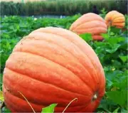 25 Seeds Atlantic Giant Pumpkin Seed Organic