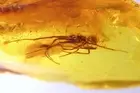 Action! Spider Araneae Synotaxidae Acrometa with Gnat Baltic amber #12590