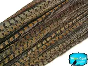 50 Pieces - 14-16" NATURAL Ringneck Pheasant Tail Wholesale Feathers (bulk)