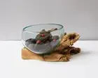 Blown Glass, Melted Glass, Molten Glass, Terrarium, Vase, Hand Blown, Gift Idea