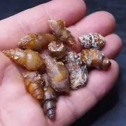 10pcs Gastropod Transparent Fossil Chalcedony mineral Agate Jurassic 29