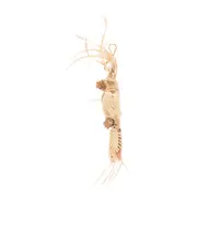 Bird shaped key chain One size Light beige/beige