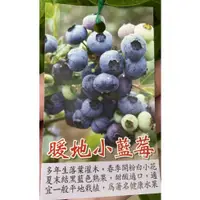 在飛比找蝦皮購物優惠-★綠霖園藝★暖地小藍莓 高度約60公分 水果樹苗/新興果樹觀