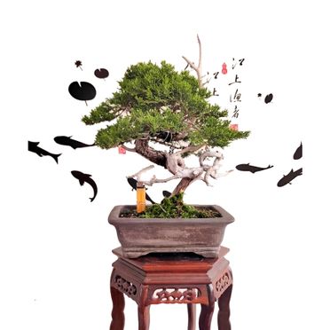 真柏中品的價格推薦- 飛比有更多植栽/花禮商品| 2023年07月即時比價