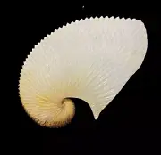Seashells Argonauta argo 180mm Aquarium Decoration Products