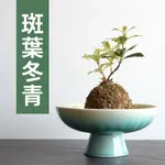 已售出【黑日京植物】斑葉冬青植物球含盆 室內植物 辦公室植物 球根植物