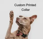 Custom Printed Dog Collar