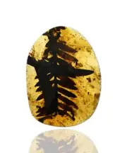 Large Botanical Compound Leaf, Fossil insect inclusion in Burmese Amber