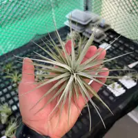 在飛比找蝦皮購物優惠-森鹿奇境 | 棉花糖／Tillandsia Cotton C