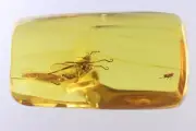 Dance fly Empididae and Aphid Aphididae Fossil inclusions in Baltic amber #11460