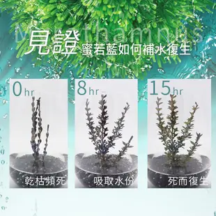 我的美麗日記 蜜若藍超能補水面膜 5片/盒 密集保濕 潤澤修護