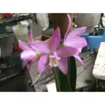 LAELIA GHILLANYI