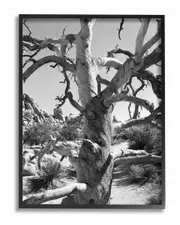 Stupell Desert Tree Photograohy by In House Art Framed Art