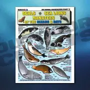 Sea Mammal Identification #3 (Seals, Sea Lions, and Manatees) - Waterproof Quick