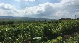 Wineyards Salin