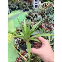 在飛比找蝦皮購物優惠-【屋頂叢林】鳳梨龍舌蘭 多肉植物側芽 (怒雷神交種龍吐水)