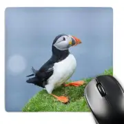 3dRose, Atlantic Puffin on cliff. Shetland Islands, Scotland., Mouse Pad