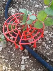 Support for Strawberry | 3D Printed Plant Propagation (PR-33)