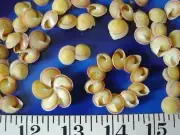 ~ Button Snail Shells ~ 40 ~ Natural Yellow ~ Shellcraft ~ Sailor's Valentines ~