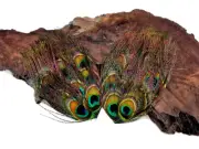 1 Piece - Natural Uncut Iridescent Green Peacock Eye Feather Pad Millinery Craft