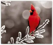 Custom Cardinal in Pine Tree Winter Fleece Blanket Throw 50x60 bed sofa lap