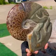2.55LB Rare! Natural Tentacle Ammonite FossilSpecimen Shell Healing Madagascar