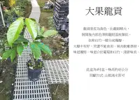 在飛比找Yahoo!奇摩拍賣優惠-心栽花坊-大果龍貢/嫁接苗/水果苗/售價3600特價2800