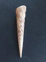 #GG200 Turritella Gonostoma, Guaymas Mexico 82mm sea snail shell