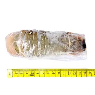 594購購配-頂級生凍龍蝦身 單尾 (高雄可宅配 其他地區限超取) 市場低價