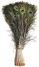 Natural Peacock Feathers 30-35 Inch Original Mor Pankh Real Feather Tails for Home Decor (Pack Of 20)