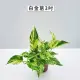 【Gardeners】白金葛 3吋盆 -1入(室內植物/綠化植物/觀葉植物)
