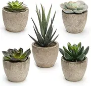 Coitak Artificial Succulent Plants, Assorted Decorative Faux Succulent Potted Fake Cactus Cacti Plants with Pots, Set of 5