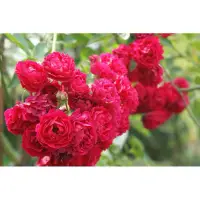 在飛比找蝦皮購物優惠-玫瑰花🌹砧木.k2紅花野薔薇玫瑰🌹使用玫瑰專用土.月季玫瑰花