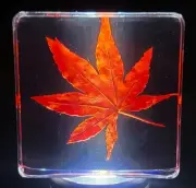 38mm Real Red Japanese Maple Leaf w/ Golden Tint under Light in Clear Lucite