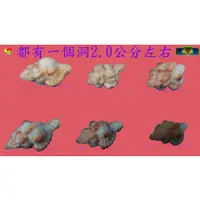 在飛比找蝦皮購物優惠-寶物石坊】貝殼098~花邊骨螺~沒有經過加工處理~寄居蟹替換