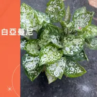 在飛比找蝦皮購物優惠-白亞曼尼 粗肋草 盆栽 綠植 庭院佈置 植物 樹 ig 網紅