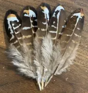 5pcs Natural Genuine Real Reeves Pheasant Feathers 11cm DIY Craft Millinery