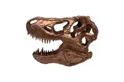Jurassic Park T-Rex Skull Scaled Prop Replica