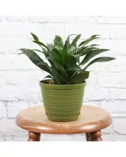Thorsen's Greenhouse Live Janet Craig Compactain Festive Green Planter