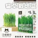 【宅鋪子】汪喵星球 新鮮貓草栽培盒 寵物用品/貓草/小麥草/新鮮貓草/貓草栽培/貓生菜/化毛