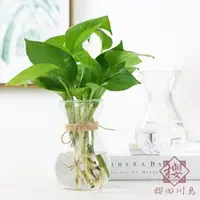 在飛比找樂天市場購物網優惠-6個裝 水培植物玻璃花瓶透明水養綠蘿插花瓶【櫻田川島】