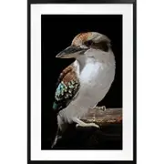 Tinka Design Mystery Kookaburra Artwork - Multi