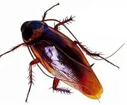 Teanfa 12 PCS Vintage Mock Fake Plastic Cockroach Scorpion Insects Joke Toys Prank Scary Trick Bugs for Party
