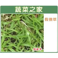 在飛比找蝦皮商城精選優惠-【蔬菜之家滿額免運】超級假儉草種子500克(超級喬治亞.純度