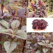 Amaranth - Red Garnet seeds