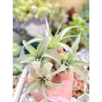 在飛比找蝦皮購物優惠-夏天ㄉ店【空氣鳳梨】霸王鳳Tillandsia xerogr