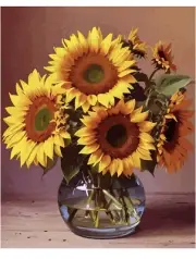 Paint by Numbers for Adults Beginners and Kids,19.6" Wx19.6 L DIY Sunflower